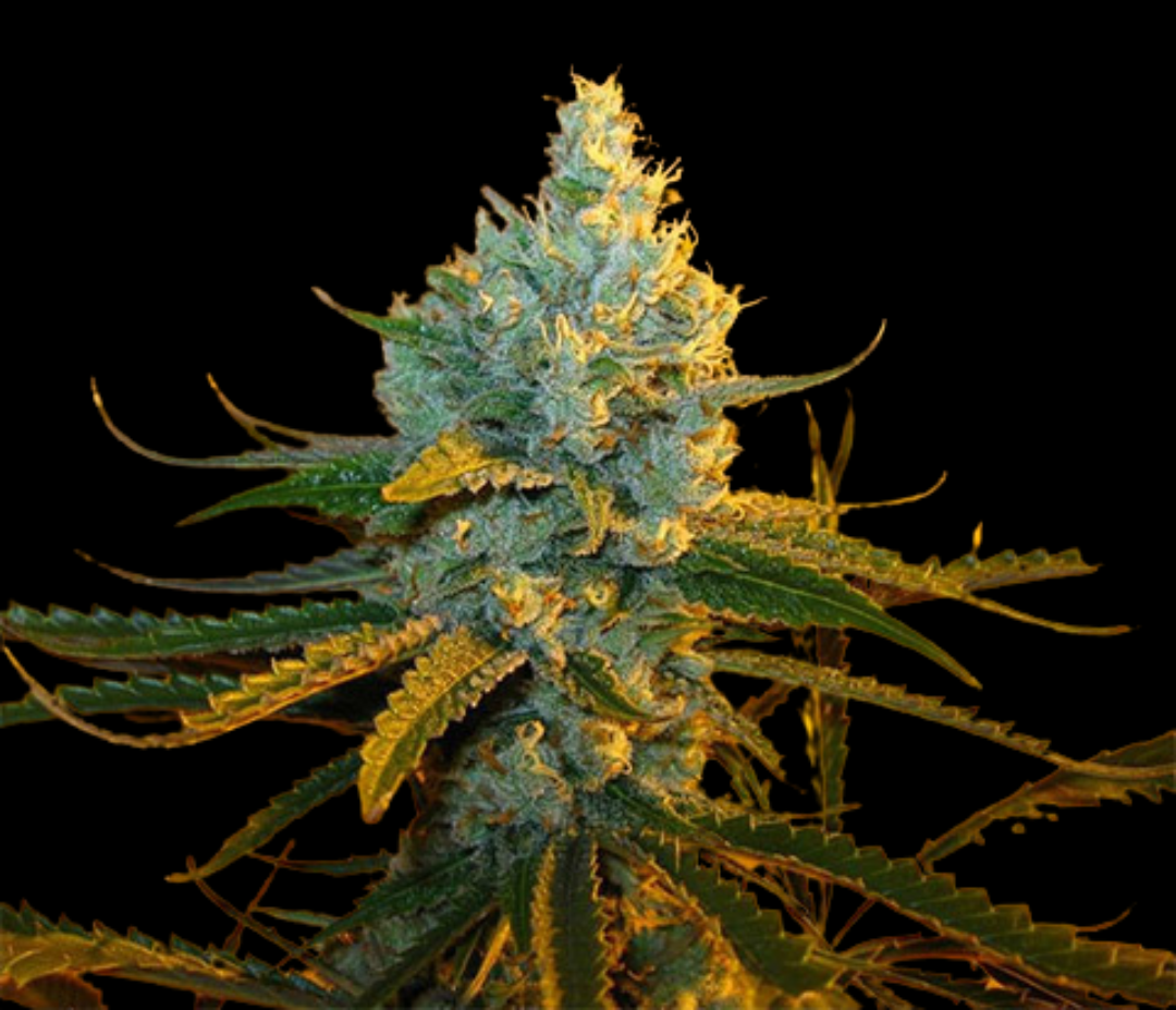 Sementes Amnesia OG C-Dreamz