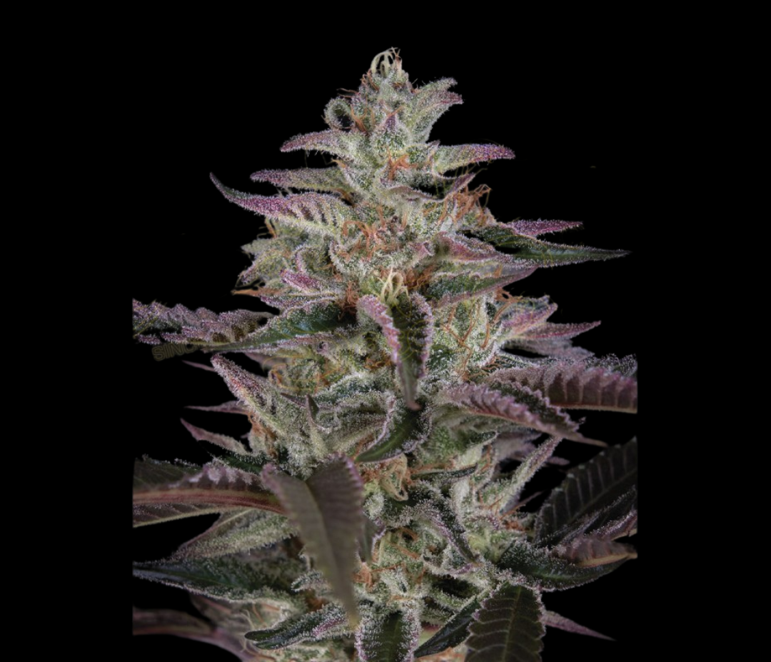 Sementes Banana Krumble C-Dreamz