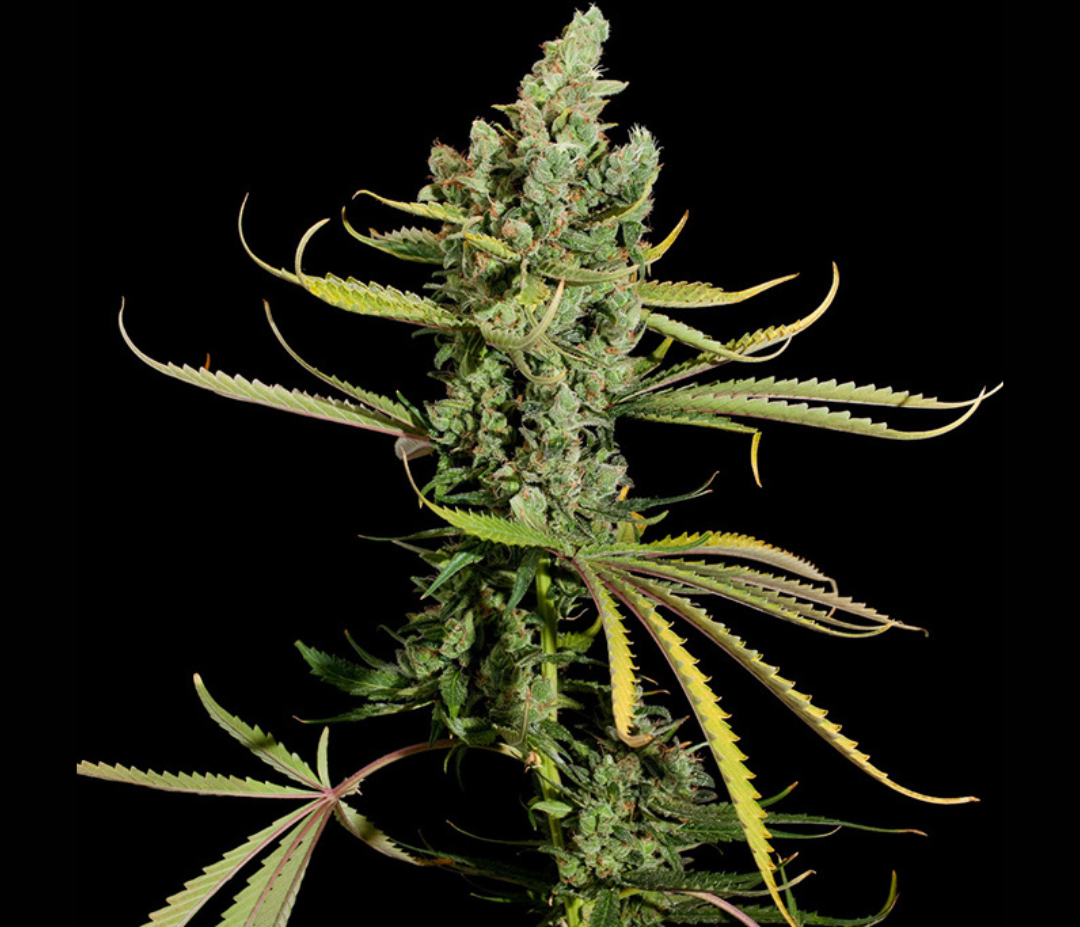 Sementes Exodus Cheese AUTO C-Dreamz