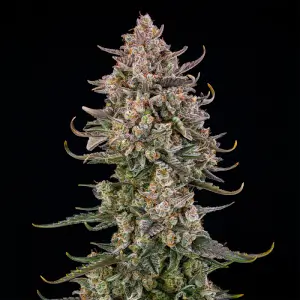 Sementes Flower Bomb Kush C-Dreamz
