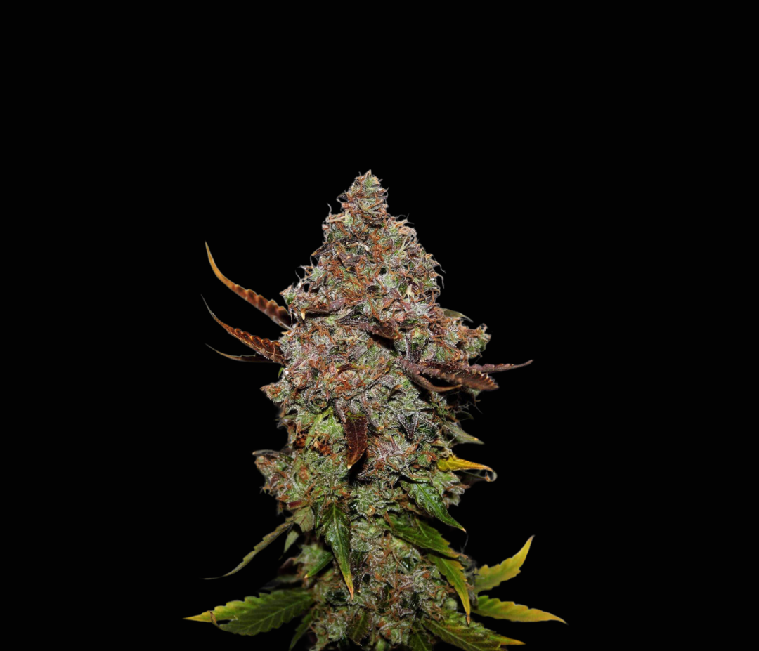 Sementes GH Amnesia C-Dreamz