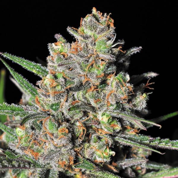 Sementes Hawaiian Snow C-Dreamz