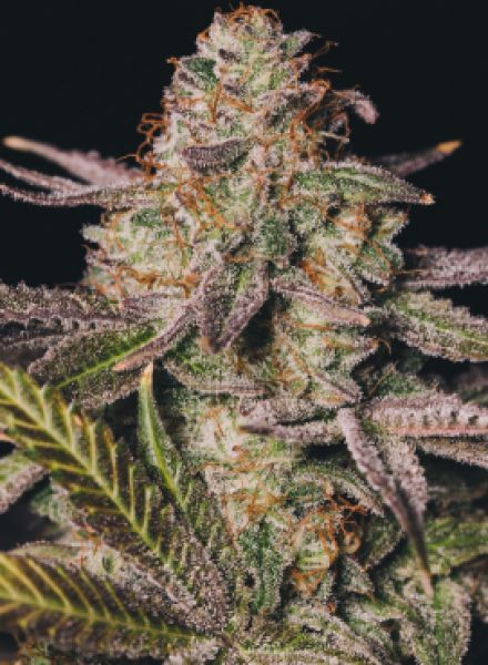 Sementes King's Kush C-Dreamz
