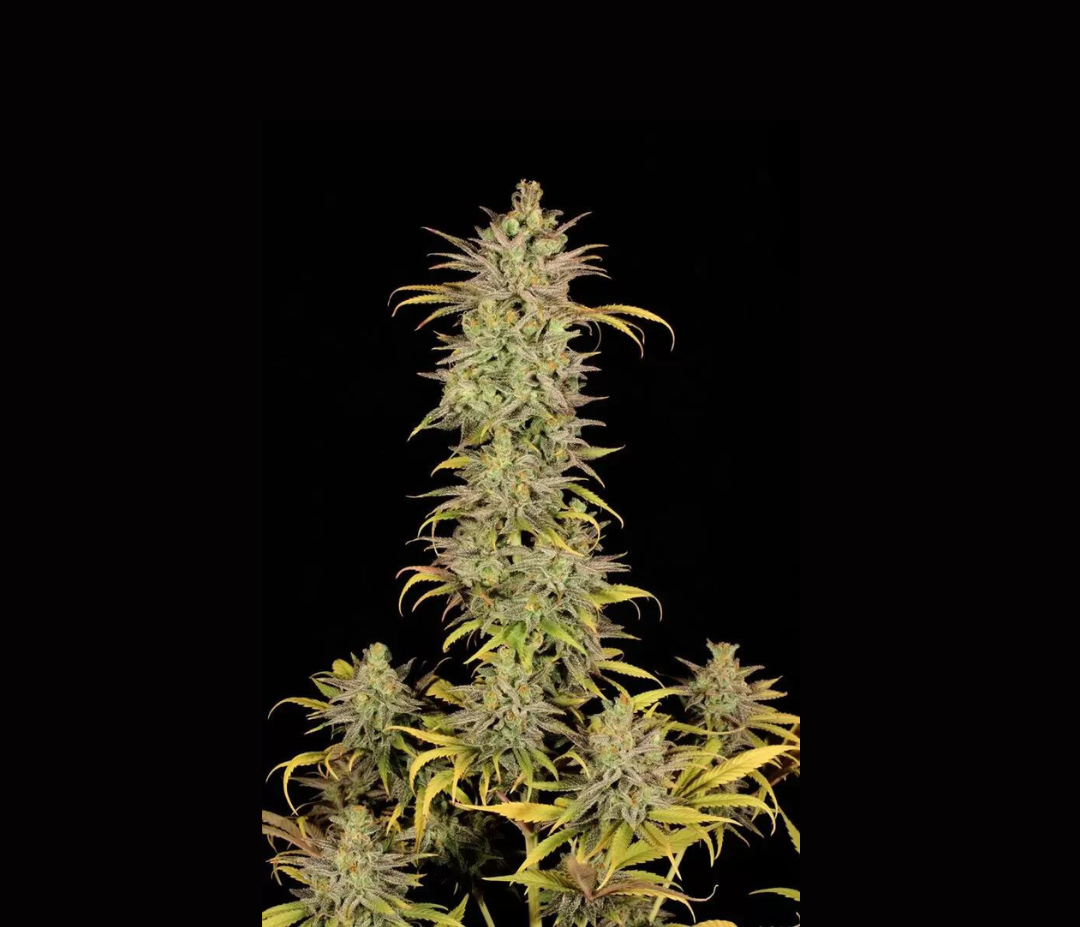 Sementes Lemon Orange C-Dreamz