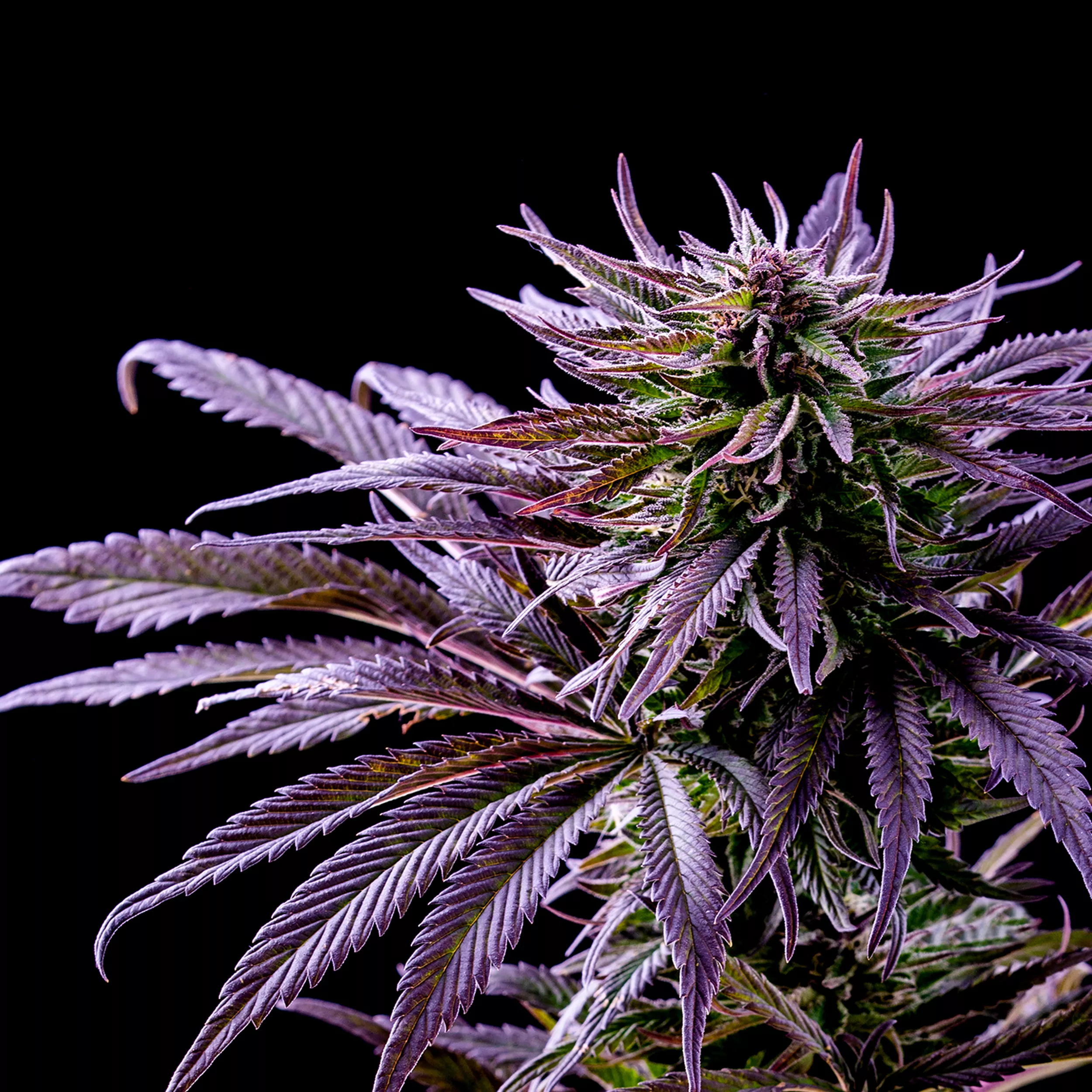 Sementes Purple Kush C-Dreamz