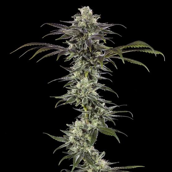 Sementes Rainbow Sherbet #11 C-Dreamz