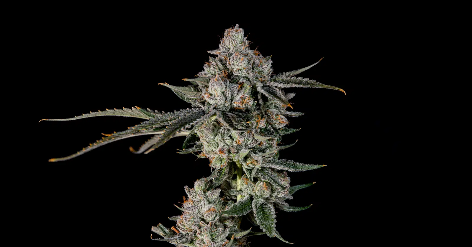 Sementes Rainmaker C-Dreamz