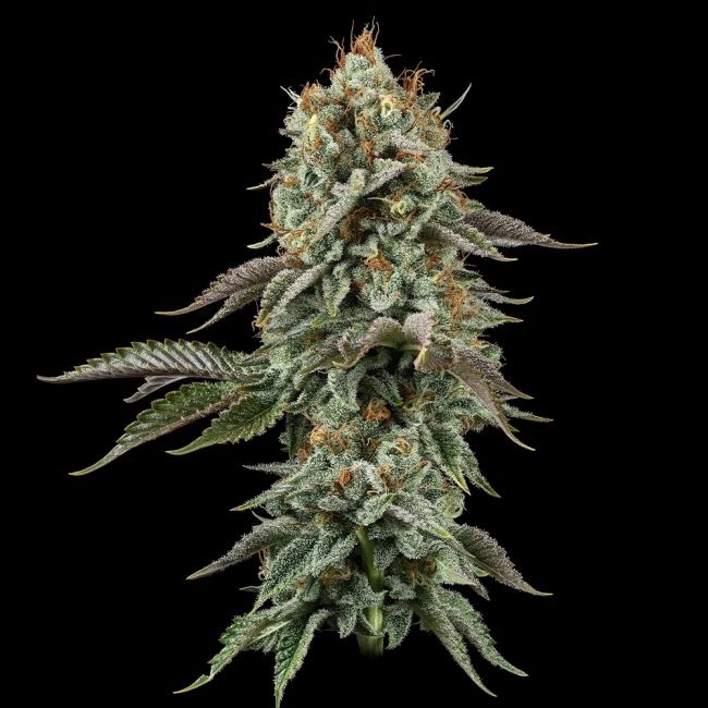 Sementes Sour Diesel Punch C-Dreamz