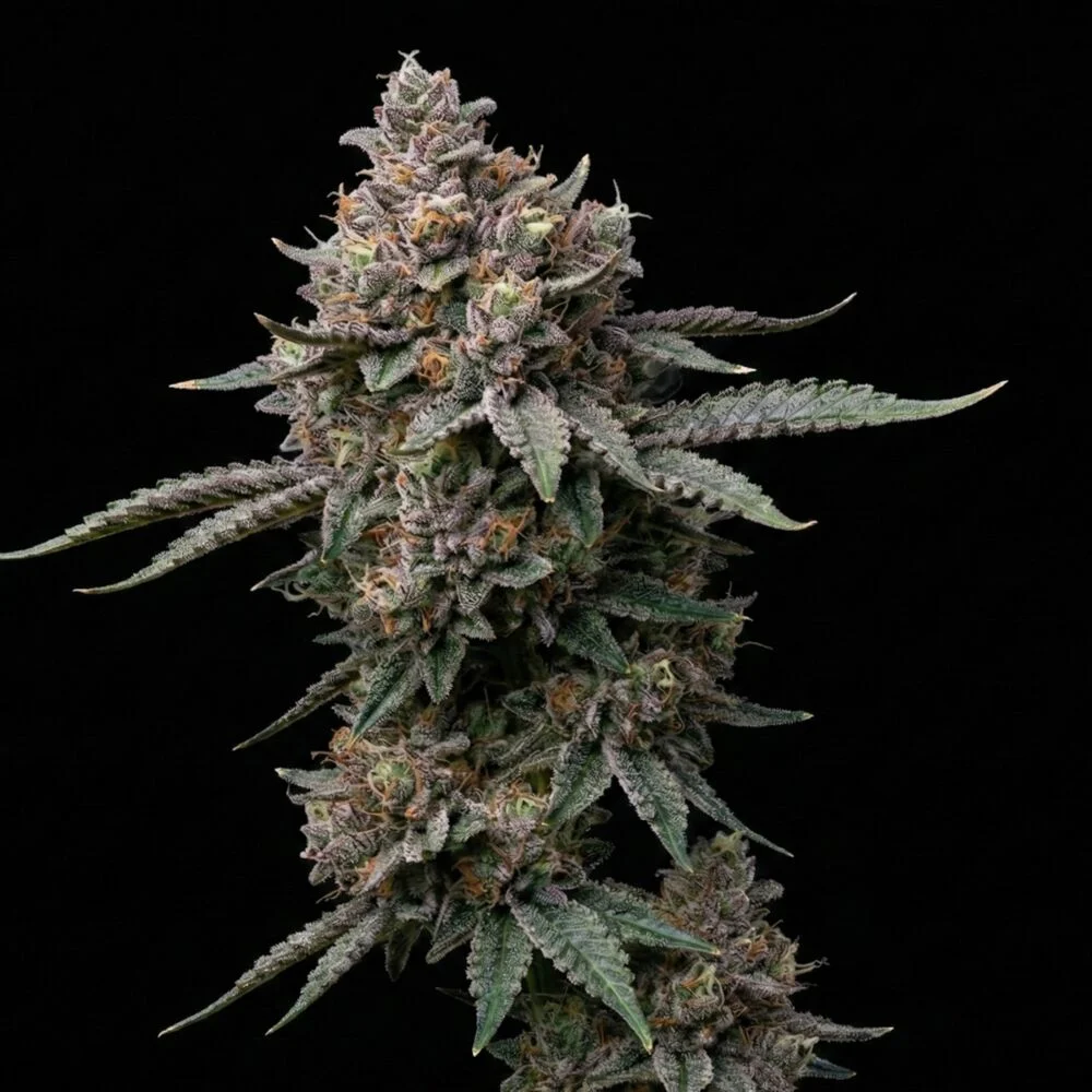 Sementes Super Critical C-Dreamz