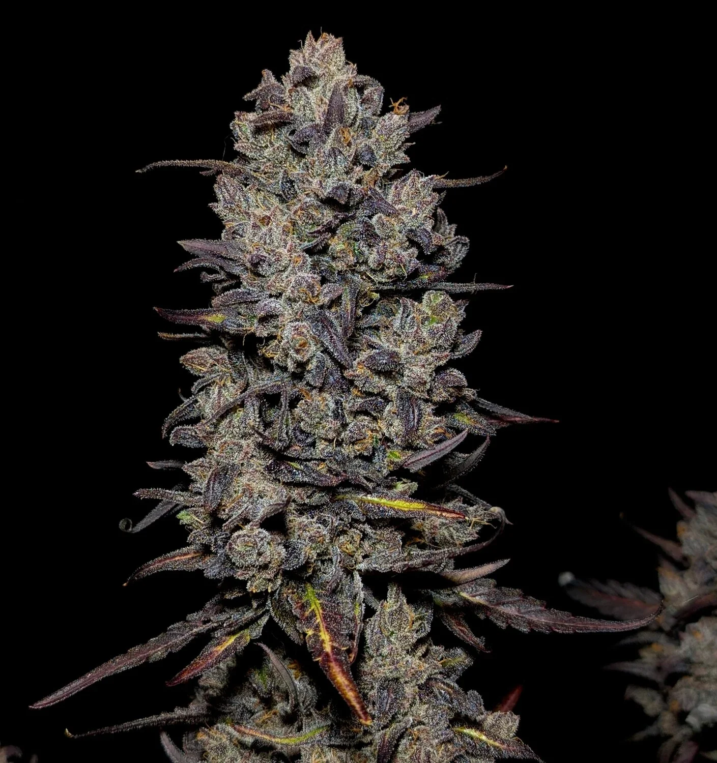 Sementes Sweet Mango AUTO C-Dreamz