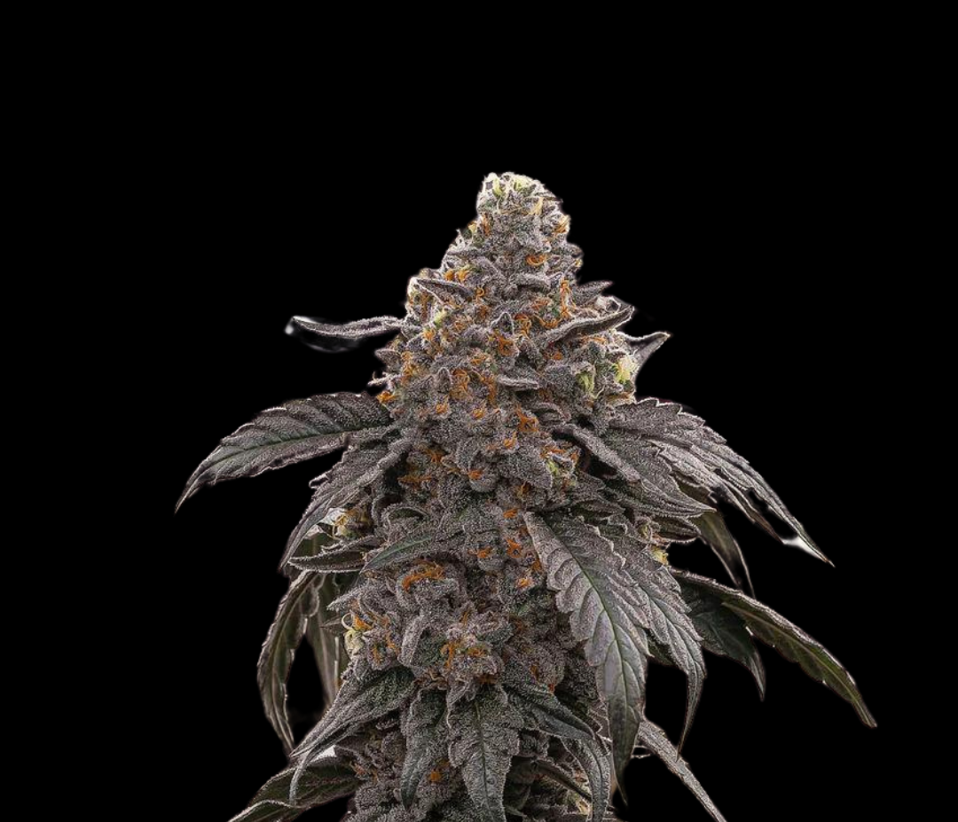 Sementes West Coast OG AUTO C-Dreamz