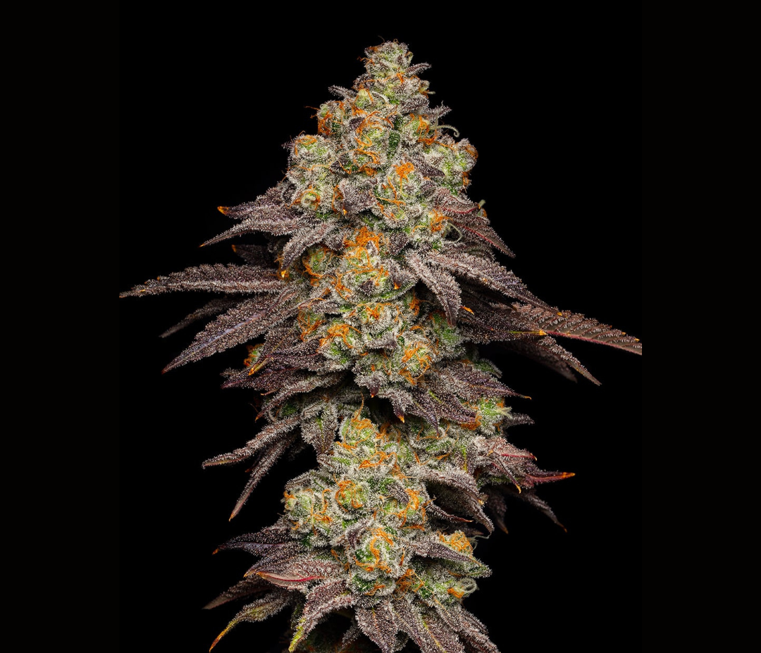 Sementes White Rhino C-Dreamz