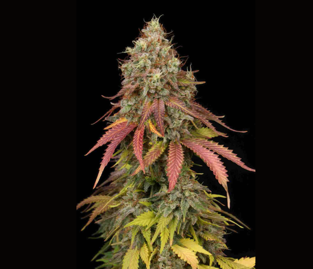 Sementes White Widow C-Dreamz