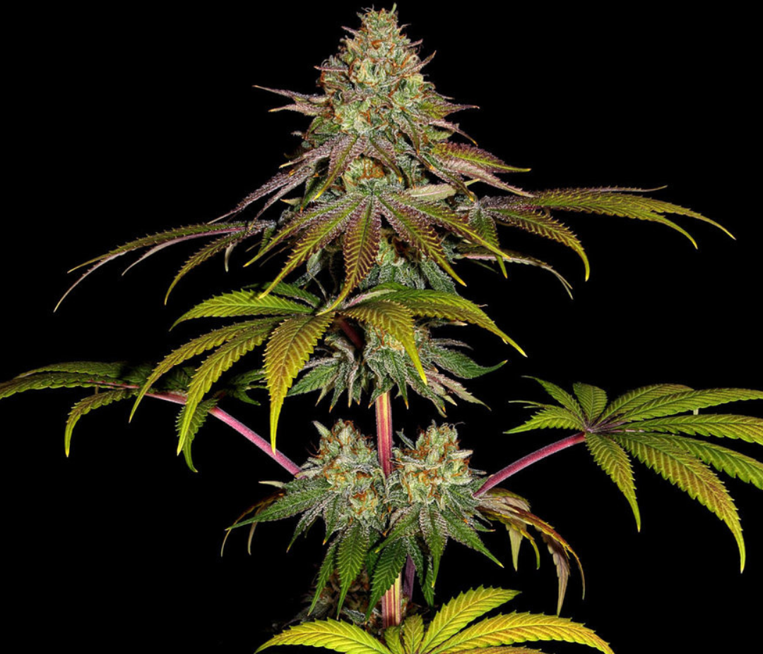 Sementes Wonder Pie C-Dreamz