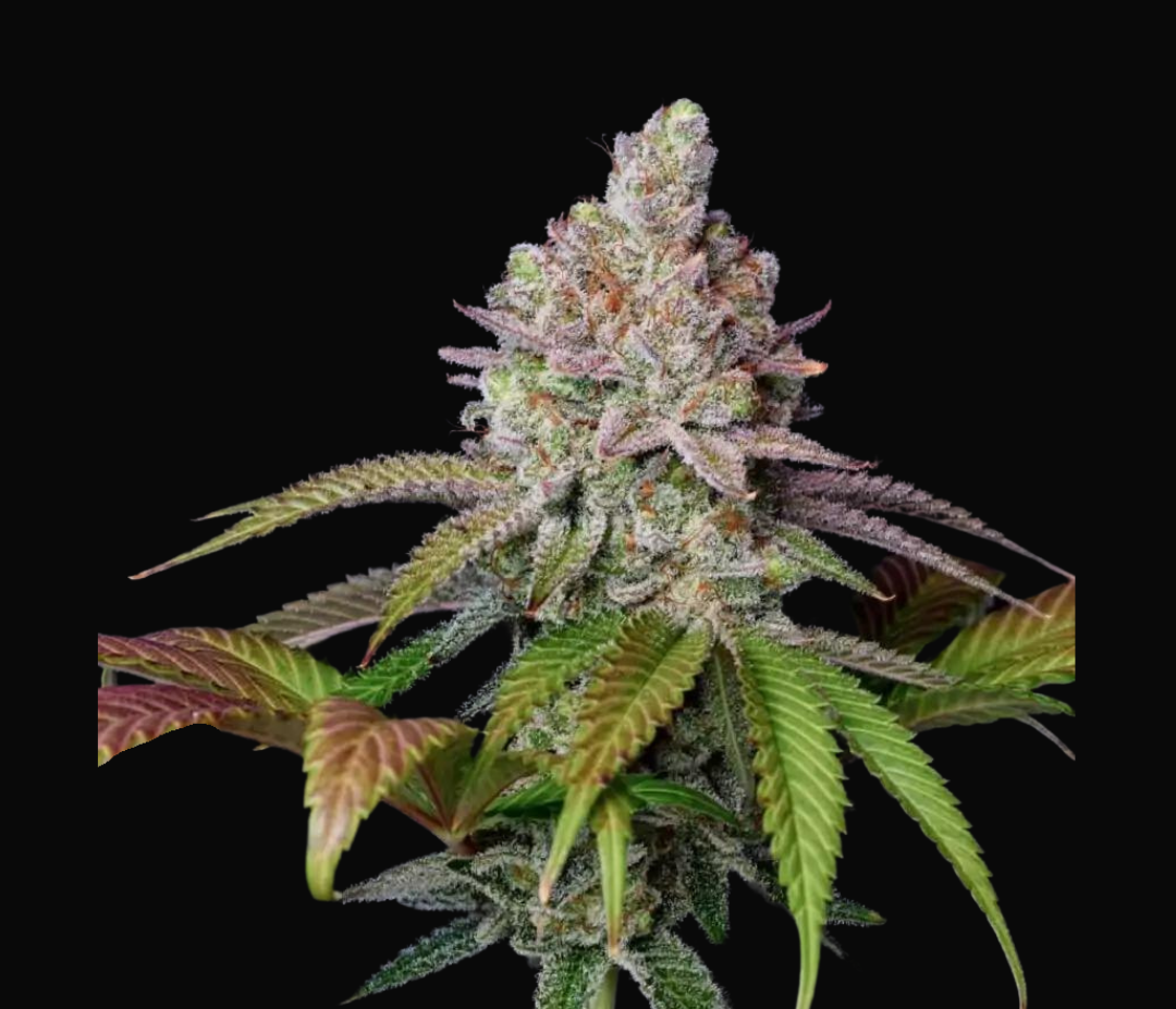 Sementes Zkittlez C-Dreamz